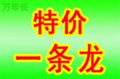 临安浙江省杭州市临安区陵园墓地价格